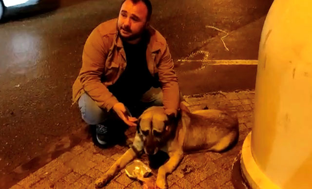 Üsküdar, Ferah Mahallesi’nde duyarsız sürücü sokak köpeğine çarpıp kaçtı. Olay,