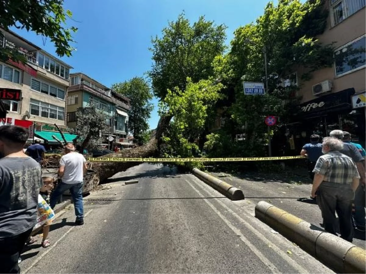 Üsküdar Çengelköy'de kökü çürüyen asırlık çınar ağacı, önce caddede bulunan