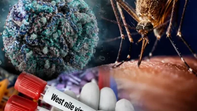 Yunanistan’da Batı Nil virüsü vakaları 232’ye yükselirken, merkezi sinir sistemi